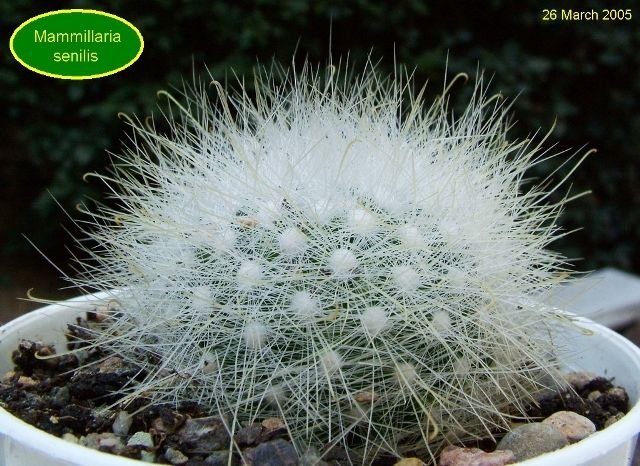 Mammillaria _senilis_ 01